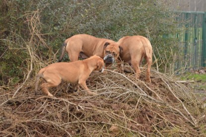 Continental Bulldogs Seeblickbulls Bilderalbum - 18. Januar 2014