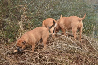 Continental Bulldogs Seeblickbulls Bilderalbum - 18. Januar 2014