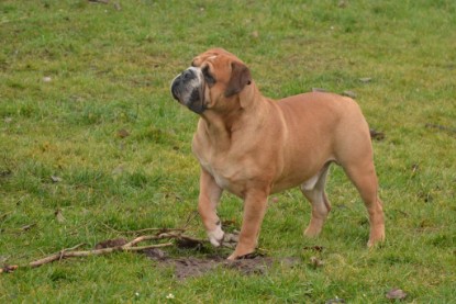 Continental Bulldogs Seeblickbulls Bilderalbum - 18. Januar 2014