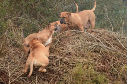 Continental Bulldogs Seeblickbulls Bilderalbum - 18. Januar 2014