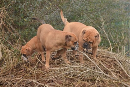 Continental Bulldogs Seeblickbulls Bilderalbum - 18. Januar 2014