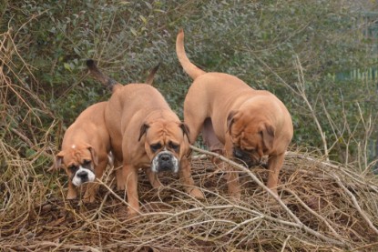 Continental Bulldogs Seeblickbulls Bilderalbum - 18. Januar 2014