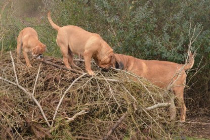 Continental Bulldogs Seeblickbulls Bilderalbum - 18. Januar 2014