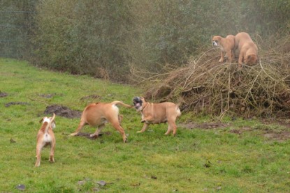 Continental Bulldogs Seeblickbulls Bilderalbum - 18. Januar 2014