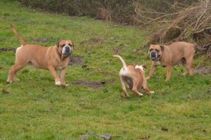 Continental Bulldogs Seeblickbulls Bilderalbum - 18. Januar 2014