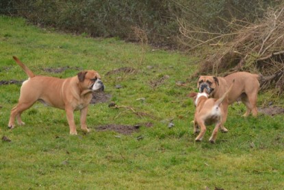 Continental Bulldogs Seeblickbulls Bilderalbum - 18. Januar 2014