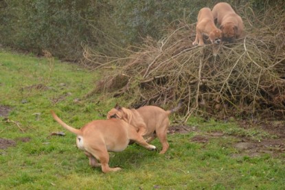 Continental Bulldogs Seeblickbulls Bilderalbum - 18. Januar 2014