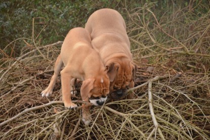 Continental Bulldogs Seeblickbulls Bilderalbum - 18. Januar 2014