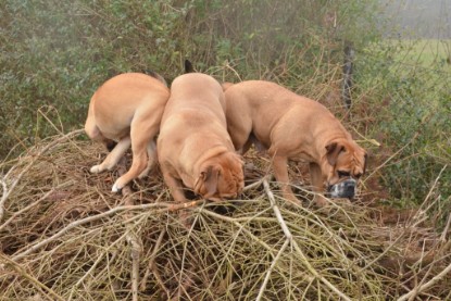 Continental Bulldogs Seeblickbulls Bilderalbum - 18. Januar 2014