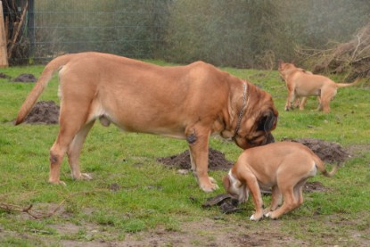 Continental Bulldogs Seeblickbulls Bilderalbum - 18. Januar 2014