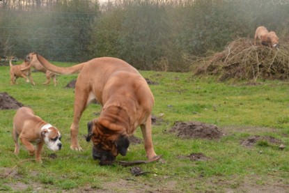 Continental Bulldogs Seeblickbulls Bilderalbum - 18. Januar 2014