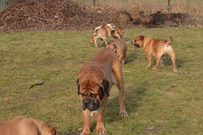 Continental Bulldogs Seeblickbulls Bilderalbum - im Garten am 16. Februar 2014