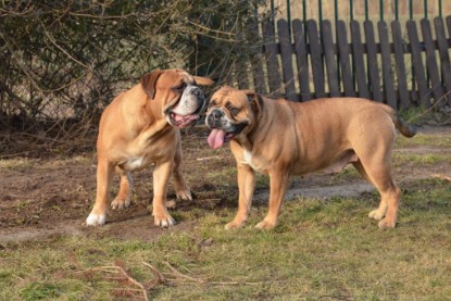 Continental Bulldogs Seeblickbulls Bilderalbum - im Garten am 16. Februar 2014