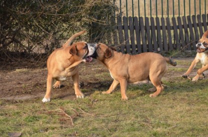 Continental Bulldogs Seeblickbulls Bilderalbum - im Garten am 16. Februar 2014