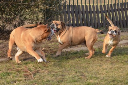 Continental Bulldogs Seeblickbulls Bilderalbum - im Garten am 16. Februar 2014