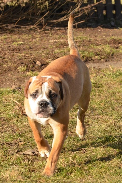 Continental Bulldogs Seeblickbulls Bilderalbum - im Garten am 16. Februar 2014