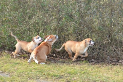 Continental Bulldogs Seeblickbulls Bilderalbum - im Garten am 16. Februar 2014