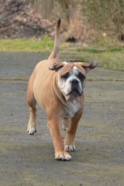 Continental Bulldogs Seeblickbulls Bilderalbum - im Garten am 20. Februar 2014