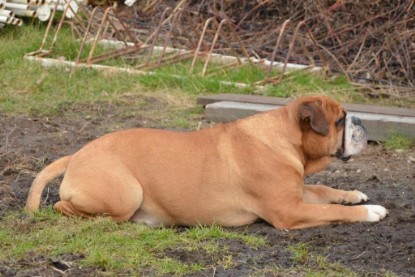 Continental Bulldogs Seeblickbulls Bilderalbum - im Garten am 20. Februar 2014