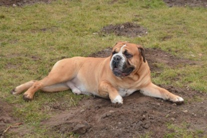 Continental Bulldogs Seeblickbulls Bilderalbum - im Garten am 20. Februar 2014