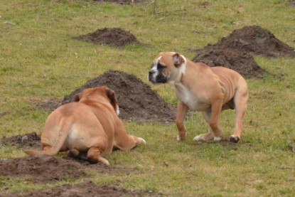 Continental Bulldogs Seeblickbulls Bilderalbum - im Garten am 20. Februar 2014