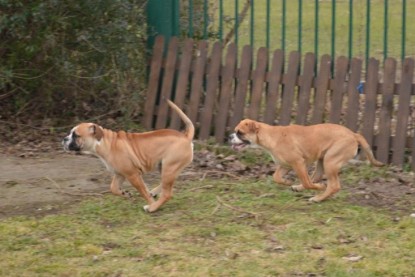 Continental Bulldogs Seeblickbulls Bilderalbum - im Garten am 20. Februar 2014