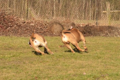 Continental Bulldogs Seeblickbulls Bilderalbum - Februar 2014