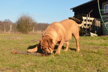 Continental Bulldogs Seeblickbulls Bilderalbum - Februar 2014