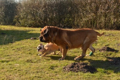 Continental Bulldogs Seeblickbulls Bilderalbum - Februar 2014