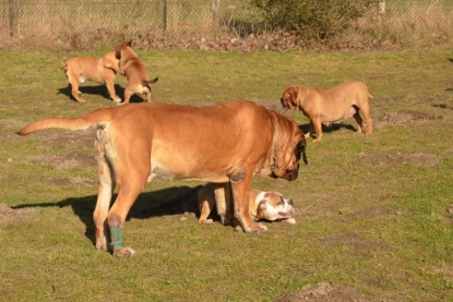 Continental Bulldogs Seeblickbulls Bilderalbum - Februar 2014