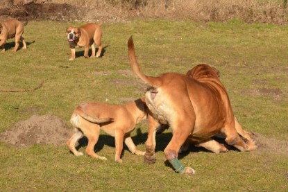 Continental Bulldogs Seeblickbulls Bilderalbum - Februar 2014