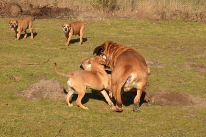 Continental Bulldogs Seeblickbulls Bilderalbum - Februar 2014