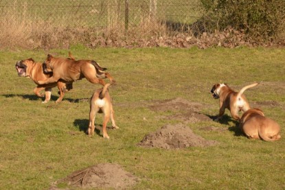 Continental Bulldogs Seeblickbulls Bilderalbum - Februar 2014