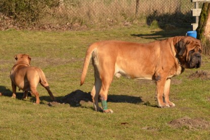 Continental Bulldogs Seeblickbulls Bilderalbum - Februar 2014