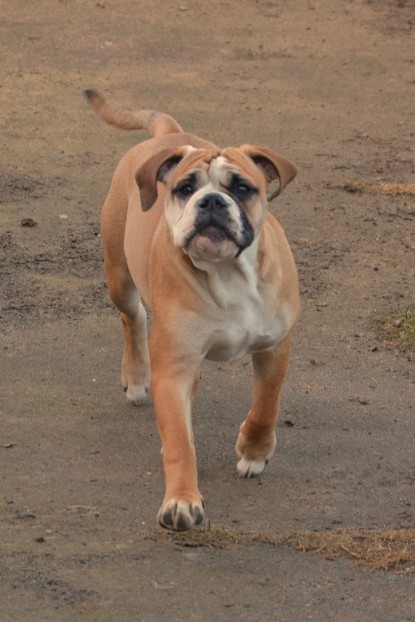 Seeblickbulls Hundis im Garten am 8. und 23. März 2014