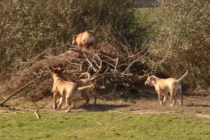 Seeblickbulls Hundis im Garten am 8. und 23. März 2014