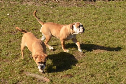 Seeblickbulls Hundis im Garten am 8. und 23. März 2014