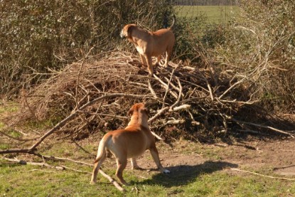 Seeblickbulls Hundis im Garten am 8. und 23. März 2014