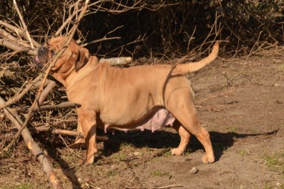 Seeblickbulls Hundis im Garten am 8. und 23. März 2014