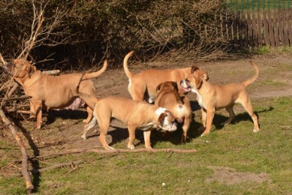 Seeblickbulls Hundis im Garten am 8. und 23. März 2014