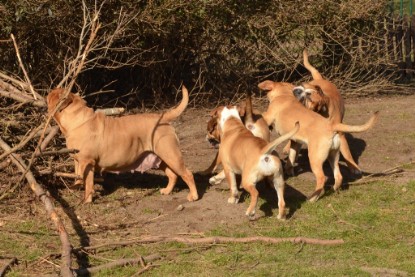 Seeblickbulls Hundis im Garten am 8. und 23. März 2014