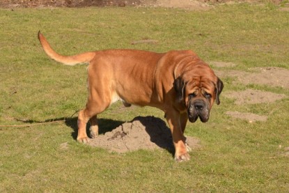 Seeblickbulls Hundis im Garten am 8. und 23. März 2014