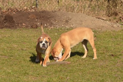 Seeblickbulls Hundis im Garten am 8. und 23. März 2014