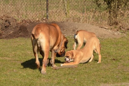 Seeblickbulls Hundis im Garten am 8. und 23. März 2014