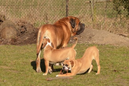 Seeblickbulls Hundis im Garten am 8. und 23. März 2014