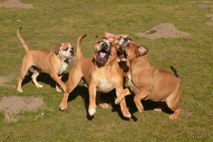 Seeblickbulls Hundis im Garten am 8. und 23. März 2014