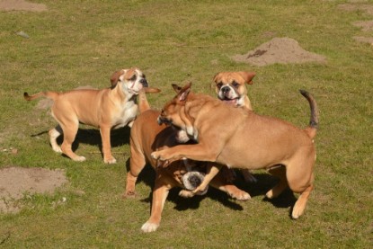 Seeblickbulls Hundis im Garten am 8. und 23. März 2014