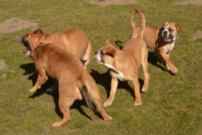 Seeblickbulls Hundis im Garten am 8. und 23. März 2014