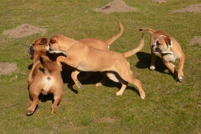 Seeblickbulls Hundis im Garten am 8. und 23. März 2014