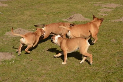 Seeblickbulls Hundis im Garten am 8. und 23. März 2014